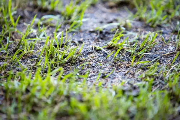 Germogli verdi spuntano dal terreno umido, simbolo di rinascita e del significato della germinazione.