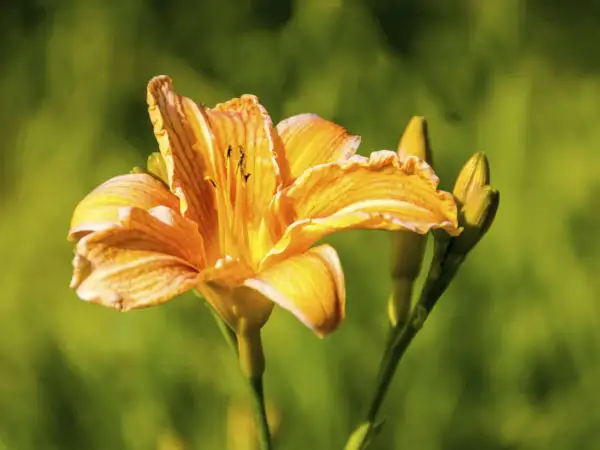 Orange Taglilien schneiden für einen schönen Sommerstrauß.