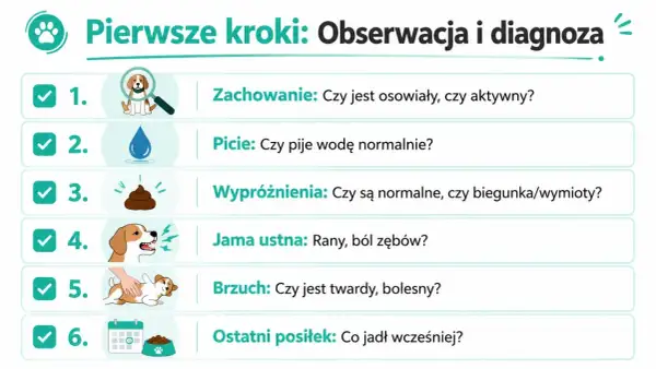 Szczeniak nie chce jeść? Sprawdź jego zachowanie, picie, wypróżnienia, jamę ustną, brzuch i ostatni posiłek.