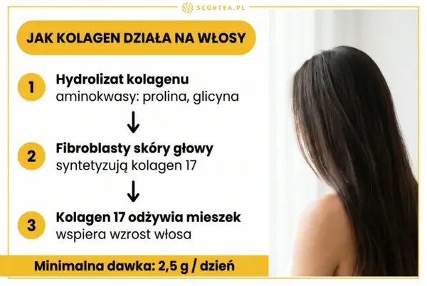 Jak kolagen działa na włosy: hydrolizat kolagenu odżywia mieszek włosowy, wspierając wzrost. Minimalna dawka 2,5 g/dzień.