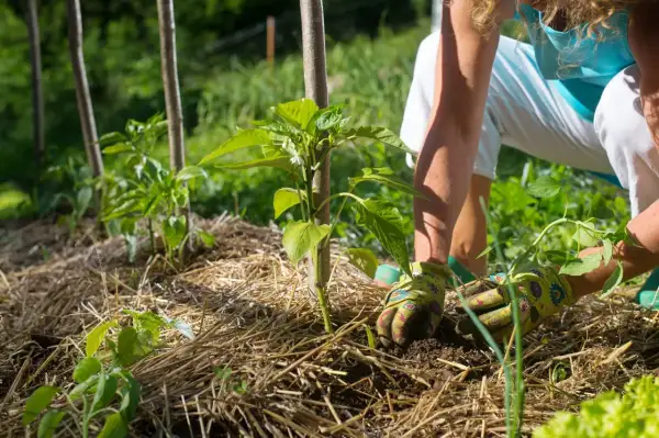 Manos enguantadas trabajando la tierra alrededor de un joven pimiento. El mulching que es, protege las raíces y mantiene la humedad del suelo.