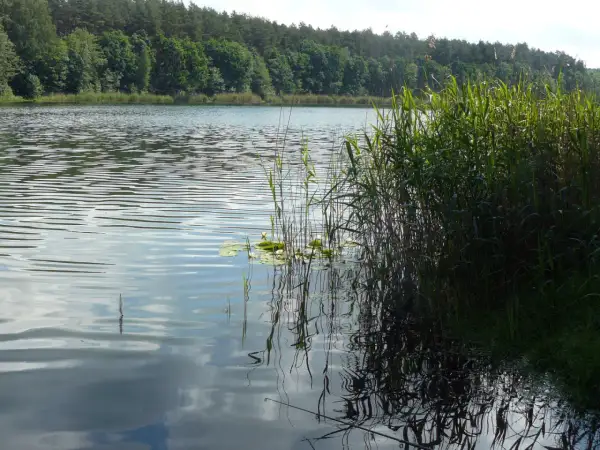 Spokojne jezioro Tuczno otoczone lasem, z gęstą trzciną przy brzegu i odbijającymi się chmurami na wodzie.