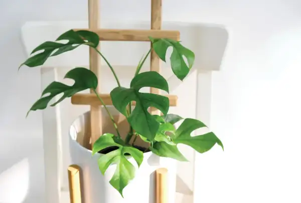 Monstera deliciosa w białej donicy, podparta drewnianym stelażem. Liście z charakterystycznymi otworami, jak podeprzeć roślinę, by pięknie rosła.