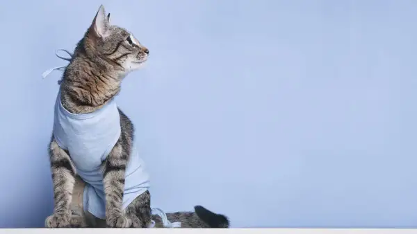 Eine getigerte Katze in einem blauen Body sitzt vor blauem Hintergrund.