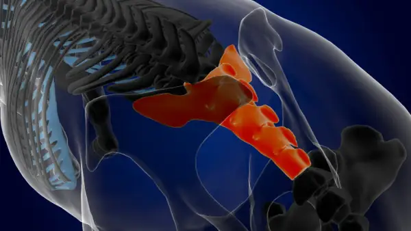 En 3D-rendering av bäckenet visar korsbenet i orange, en del av ryggraden och revbenen i svart och ljusblått. Detta är en viktig si joint svenska.