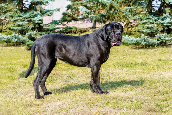 En ståtlig, svart italiensk mastiff står på en gräsmatta med träd i bakgrunden.