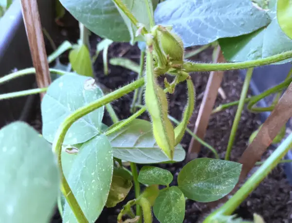 Nahaufnahme einer jungen Edamame-Pflanze mit grünen Schoten und behaarten Stielen.