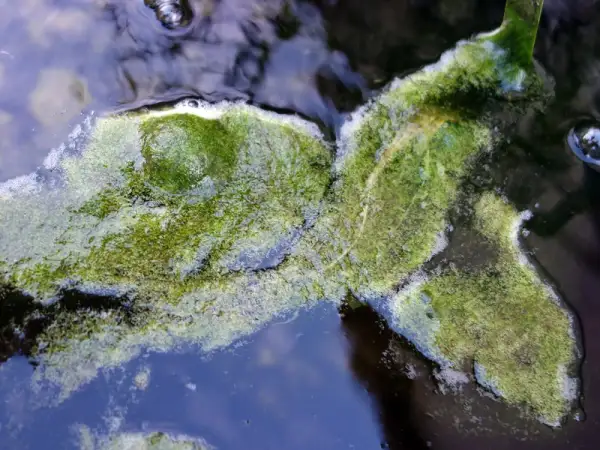 Masse d'algues vertes filamenteuses flottant à la surface de l'eau, formant des tapis verdoyants.