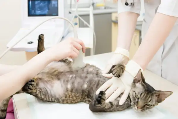 Tierärztin untersucht Katze mit Ultraschall. Mögliche katze schwanger anzeichen werden geprüft.