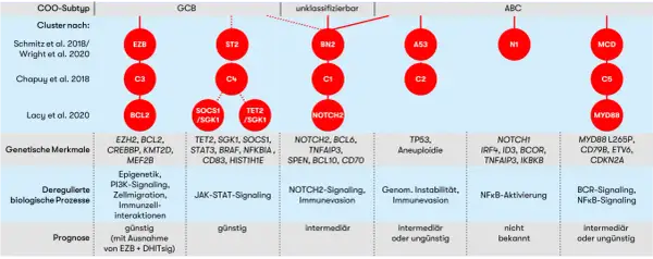 Schema zeigt Subtypen von B-Lymphozyten mit genetischen Merkmalen und Prognosen.