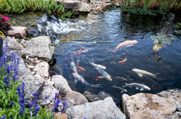Plusieurs carpes koï nagent dans un bassin rocheux, certaines avec la bouche ouverte, près d'une petite cascade.
