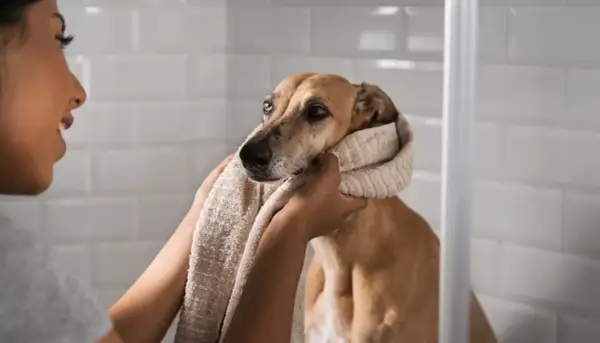 Mujer secando a su perro con una toalla, intentando averiguar porque mi perro huele mal aunque lo bañe.