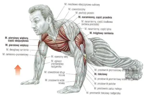 Anatomia mięśni podczas wykonywania pompek. Ilustracja pokazuje zaangażowane mięśnie klatki piersiowej, ramion i przedramion.