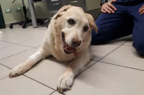 Cane con sindrome vestibolare, sdraiato a terra, con zampe fasciate. Un veterinario gli accarezza la testa.
