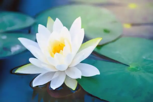 Una flor de loto blanca emerge serena sobre el agua, simbolizando pureza y renacimiento.