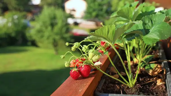 Reife und grüne Erdbeeren wachsen auf einem Balkon. Das Einpflanzen von Erdbeeren auf dem Balkon ist eine tolle Idee für frische Früchte.