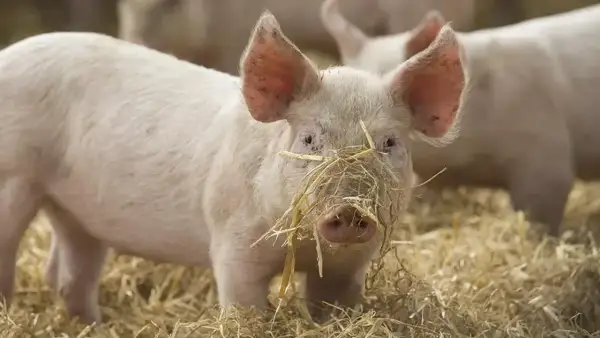 Un jeune porc rose avec de la paille sur le museau, dans un champ.