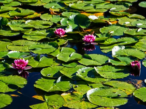 Un estanque lleno de hojas de nenúfar verdes y varias flores de loto rosadas, símbolo de pureza en el hinduismo.