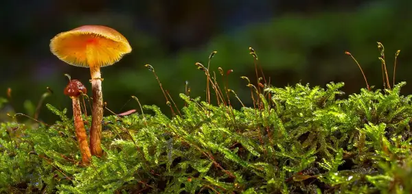 Błyskawiczny rozwój polskiego sklepu z growkitami