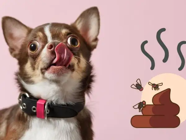 Chihuahua con la lengua afuera, lamiéndose los labios, junto a una pila de excremento con moscas. ¡Qué asco!