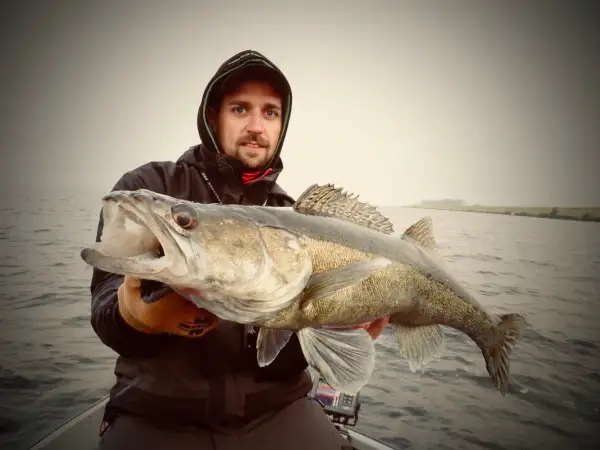 Ein Angler hält stolz einen großen Zander, der aus seinem natürlichen Lebensraum, einem ruhigen Gewässer, gefangen wurde.