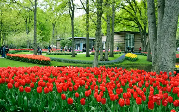 Wiosna w Keukenhof to idealny czas na podziwianie morza czerwonych tulipanów i kwitnących drzew.
