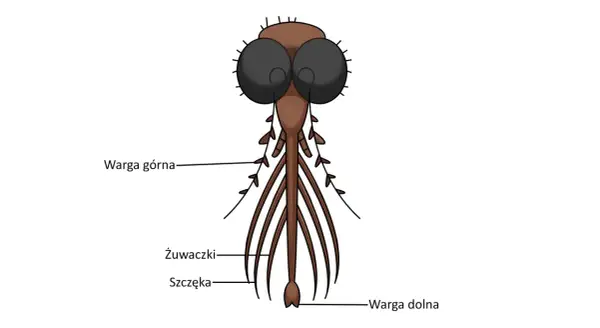 Ilustracja przedstawia narząd gębowy komarów z widocznymi żuwaczkami, szczęką, wargą górną i dolną.