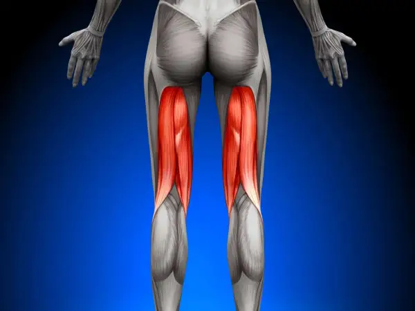 Rückansicht der Beinmuskulatur mit hervorgehobenem musculus semitendinosus.