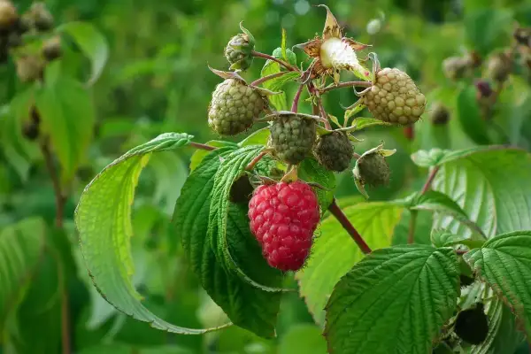 Un lampone rosso maturo spicca tra i verdi frutti acerbi e le foglie. La potatura lamponi è fondamentale per una buona raccolta.