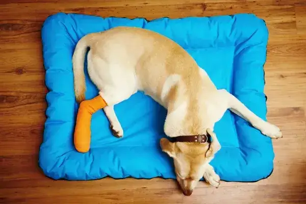 A mi perro le cuesta levantarse con las patas traseras, causas y soluciones