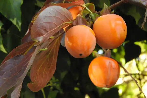 Cachi maturi e succosi pendono dai rami, pronti per essere raccolti. Le foglie autunnali, con sfumature rossastre, incorniciano i frutti arancioni.