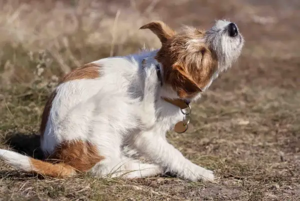 Cómo quitar pulgas de perro con vinagre: un remedio efectivo y seguro