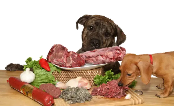 Es bueno darle carne cruda a los perros: riesgos y beneficios que debes conocer