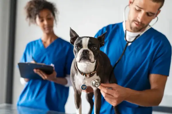 Centro Veterinario Sur: Servicios completos para el bienestar de tu mascota