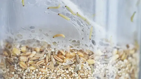 Petites larves rampent dans un nid de fils blancs au-dessus d'un mélange de grains. Un nid mite alimentaire en pleine activité.