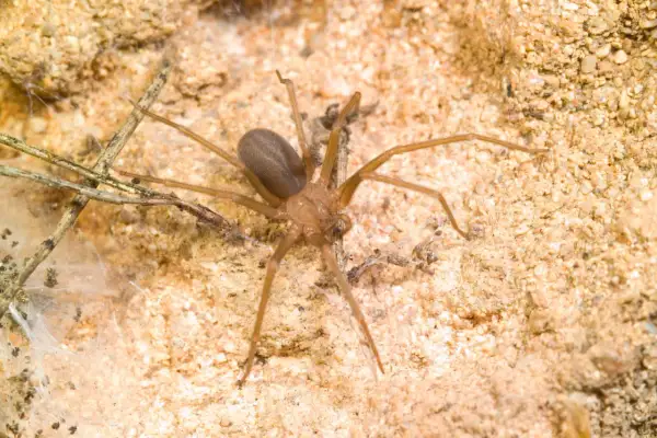 Une araignée de sable brune, aux longues pattes fines, se repose sur un sol sablonneux parsemé de brindilles et de toiles.