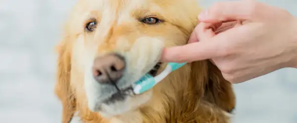 Złoty retriever dostaje czyszczenie zębów. Dobra higiena jamy ustnej to klucz do zdrowia, więc jaka pasta do zębów dla psa jest najlepsza?