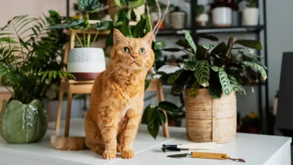 Gato naranja curioso entre plantas. ¡Cuidado! Algunas plantas, como el romero tóxico para gatos, pueden ser peligrosas.