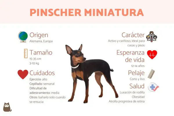 Un Pinscher Miniatura, perro de origen alemán, con pelaje corto y liso. Ideal para casas y pisos. Conoce sus cuidados y salud.