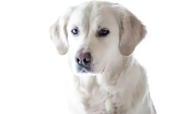 Jak obciąć golden retrievera: uniknij błędów i zadbaj o sierść