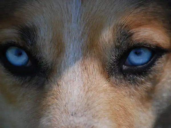 Ojos azules intensos de un perro, con pelaje marrón y blanco. Podría ser un signo de glaucoma en perros.
