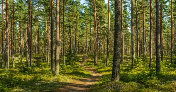 Jakie drzewa rosną w lesie? Odkryj niezwykłe gatunki w Polsce