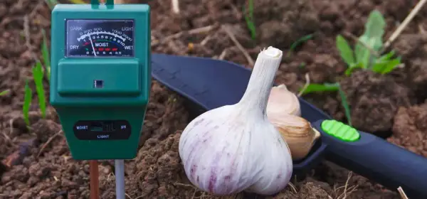 Jak zakwasić ziemię w doniczce - proste metody na idealne pH
