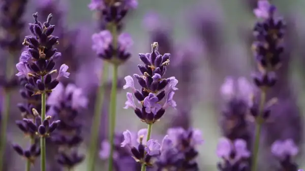Plantas que ahuyentan los mosquitos: el secreto para disfrutar al aire libre