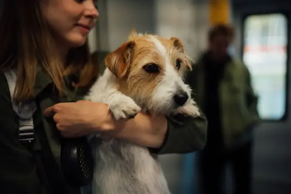 Ile powinien jeść szczeniak jack russell terrier? Klucz do zdrowego wzrostu!