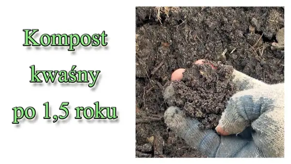 Jak zrobić kwaśny kompost, aby rośliny kwasolubne były zdrowe i silne