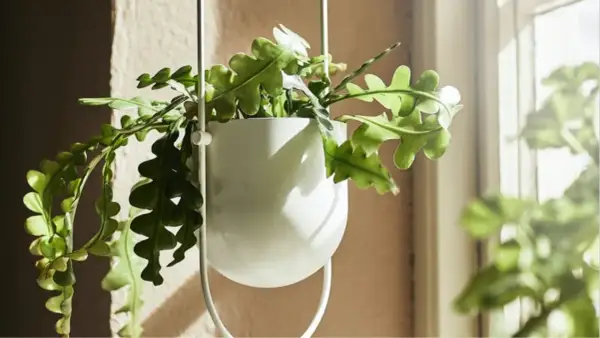 Transforma tu hogar con macetas colgantes interiores para un estilo único