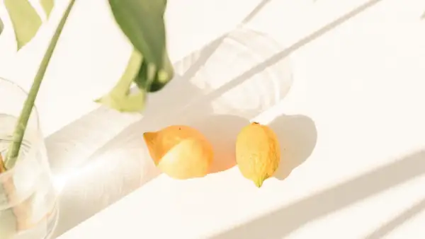 Cuándo se planta un limonero: evita errores comunes y crece sano