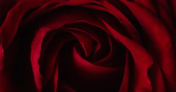 Wiersz dla pary młodej: Jak wzruszyć nowożeńców poezją?