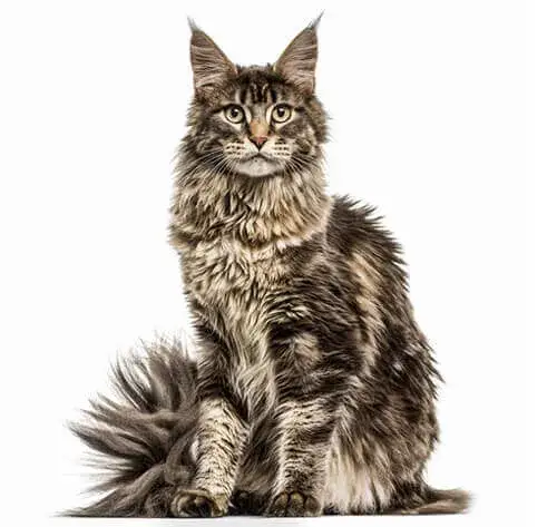 Maine coon sierść czy włosy - co musisz wiedzieć o pielęgnacji